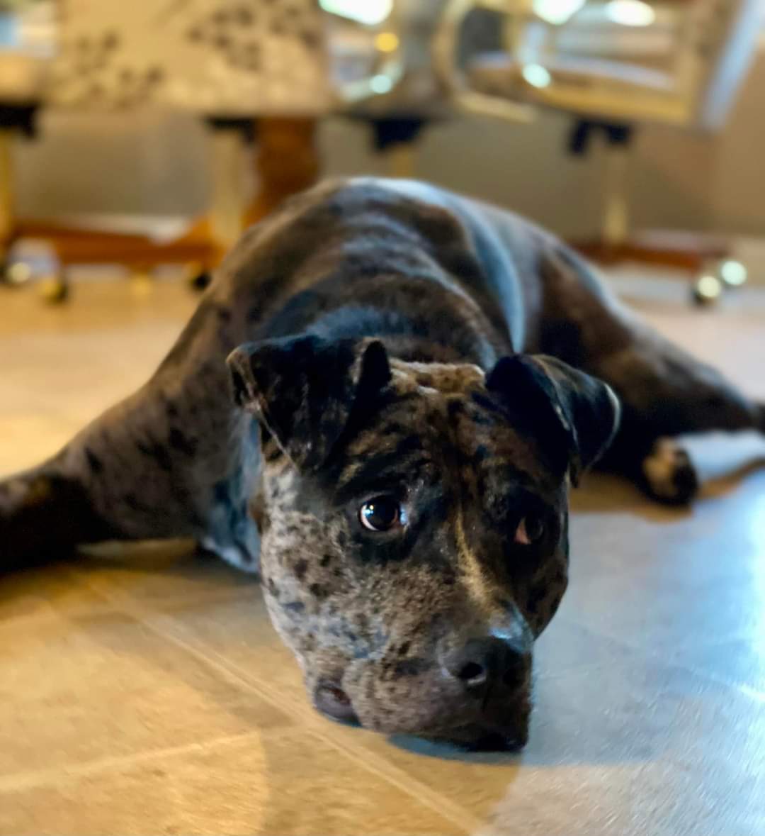 Rocky, a Adoptable Pit Bull Terrier in Memphis, TN image 3/4