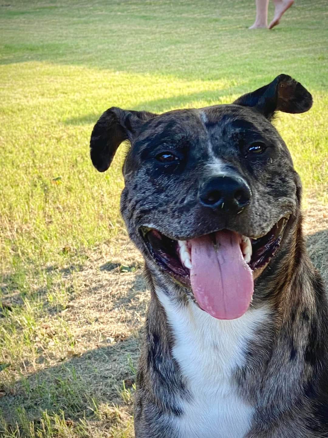 Rocky, a Adoptable Pit Bull Terrier in Memphis, TN image 1/4