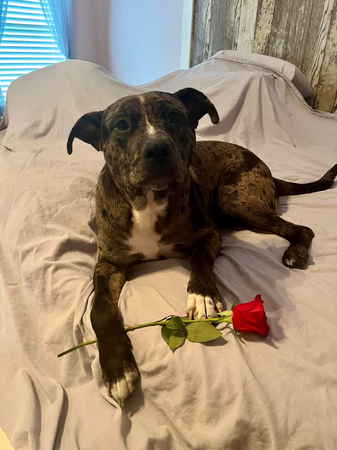 Rocky, a Adoptable Pit Bull Terrier in Memphis, TN image 4/4