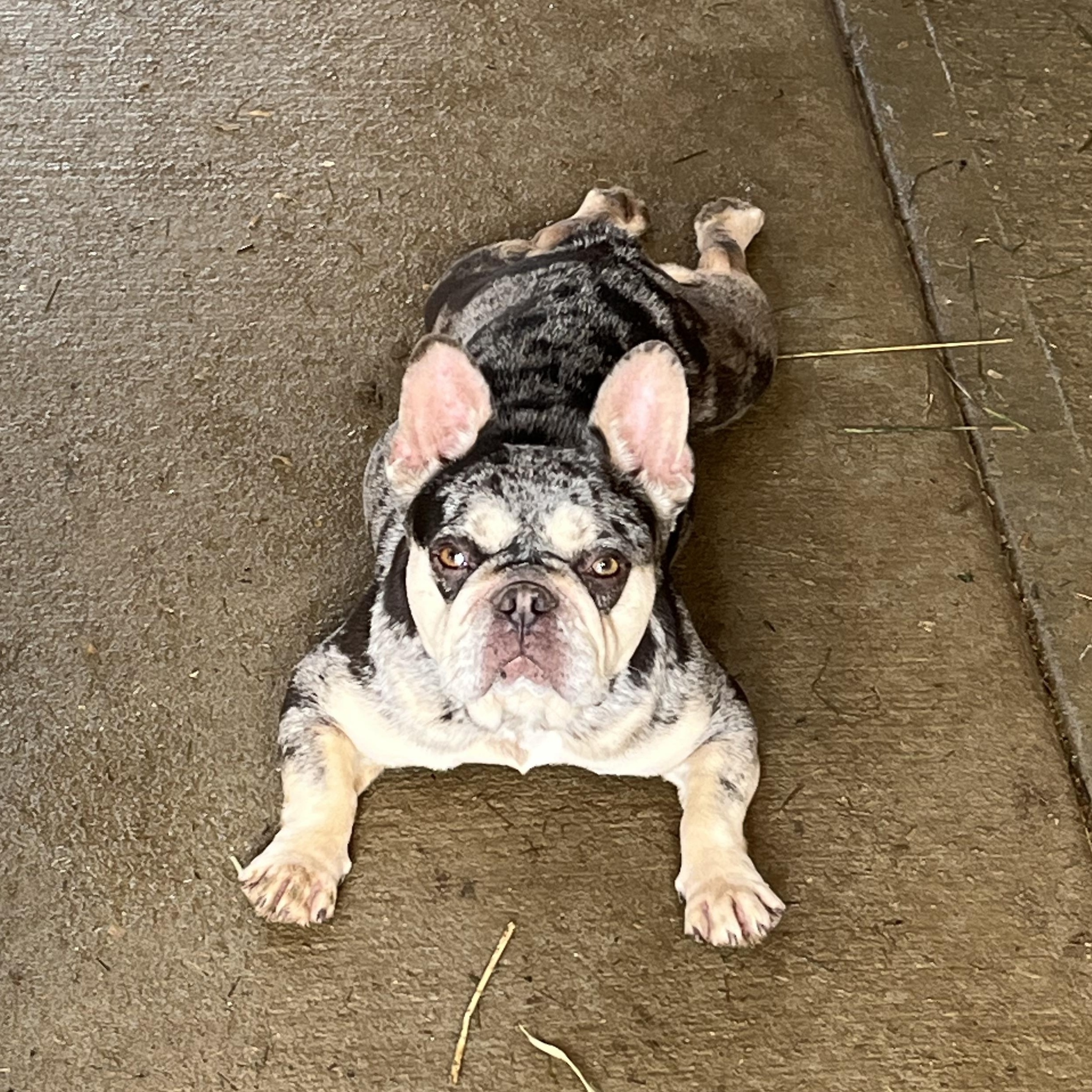 Shelby, ADOPTABLE, Adult Female French Bulldog.
