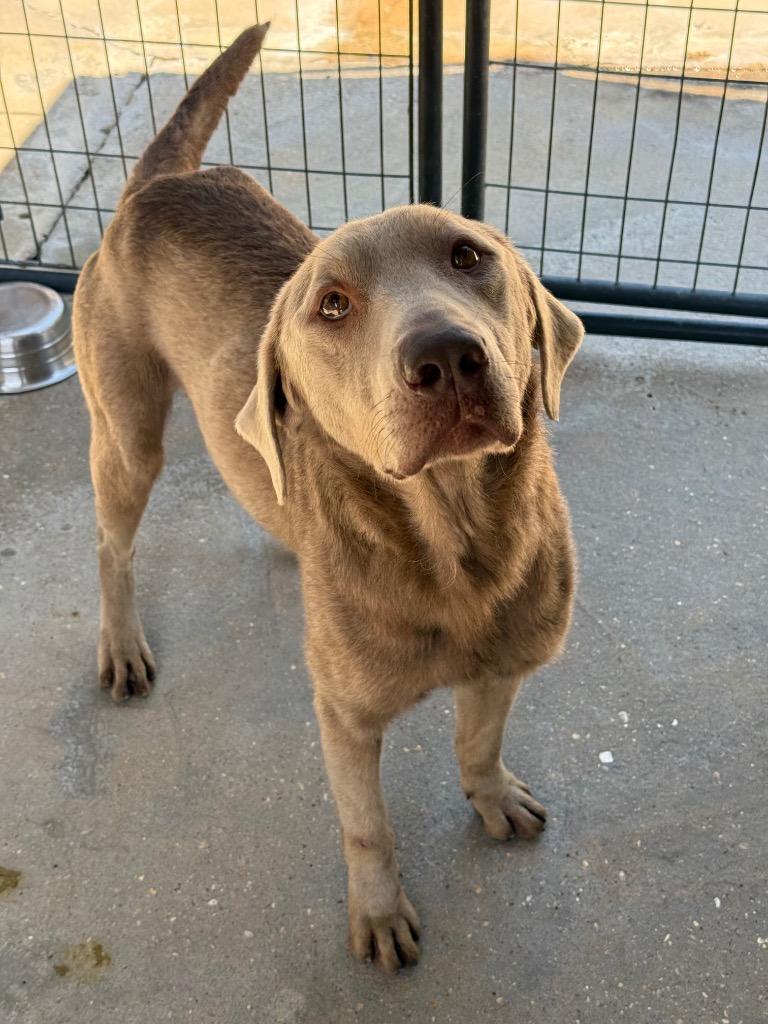 Cobalt, Adoptable, Adult Male Labrador Retriever.