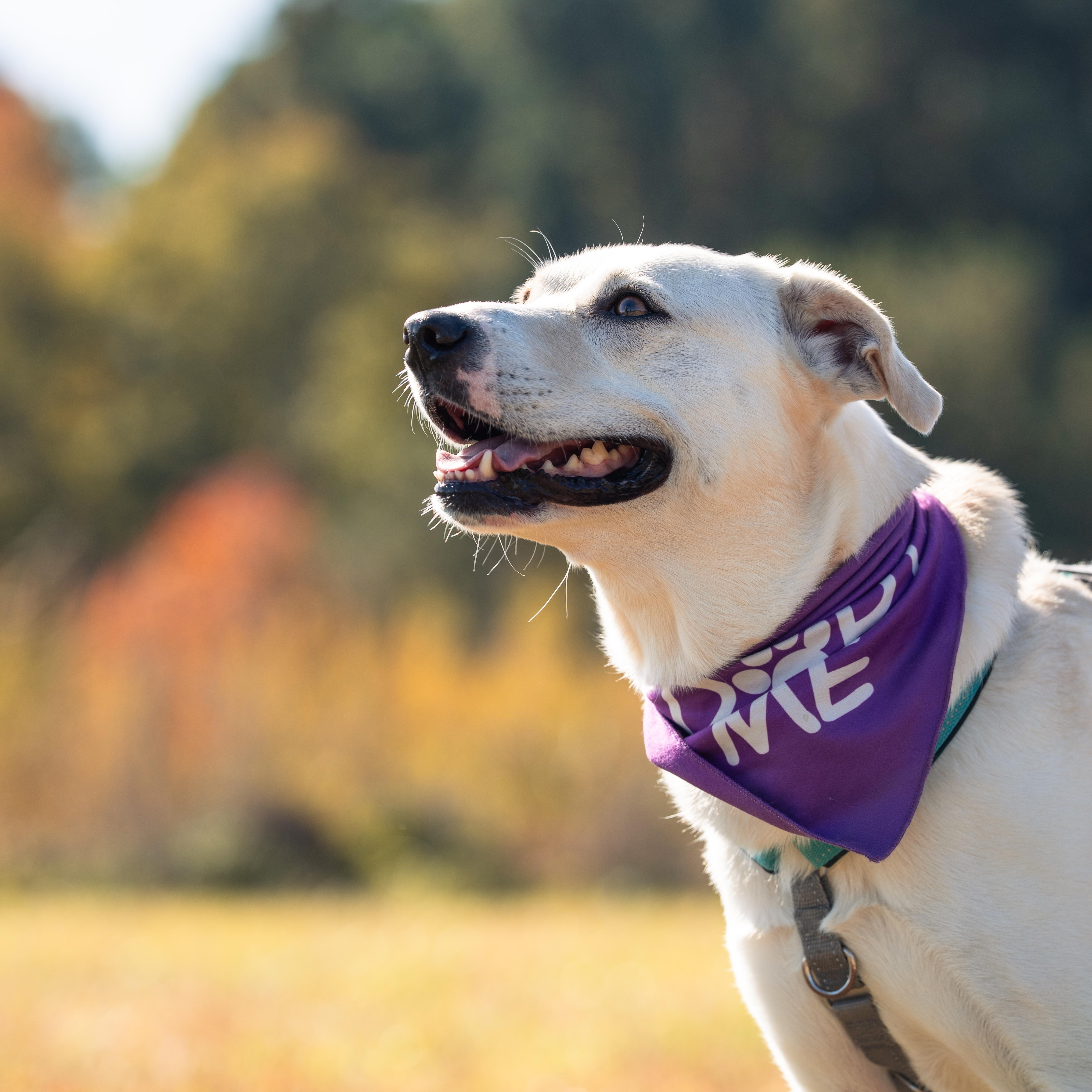 Enlarge Kiwi, a Adoptable mixed breed in Apex, NC image 1/6