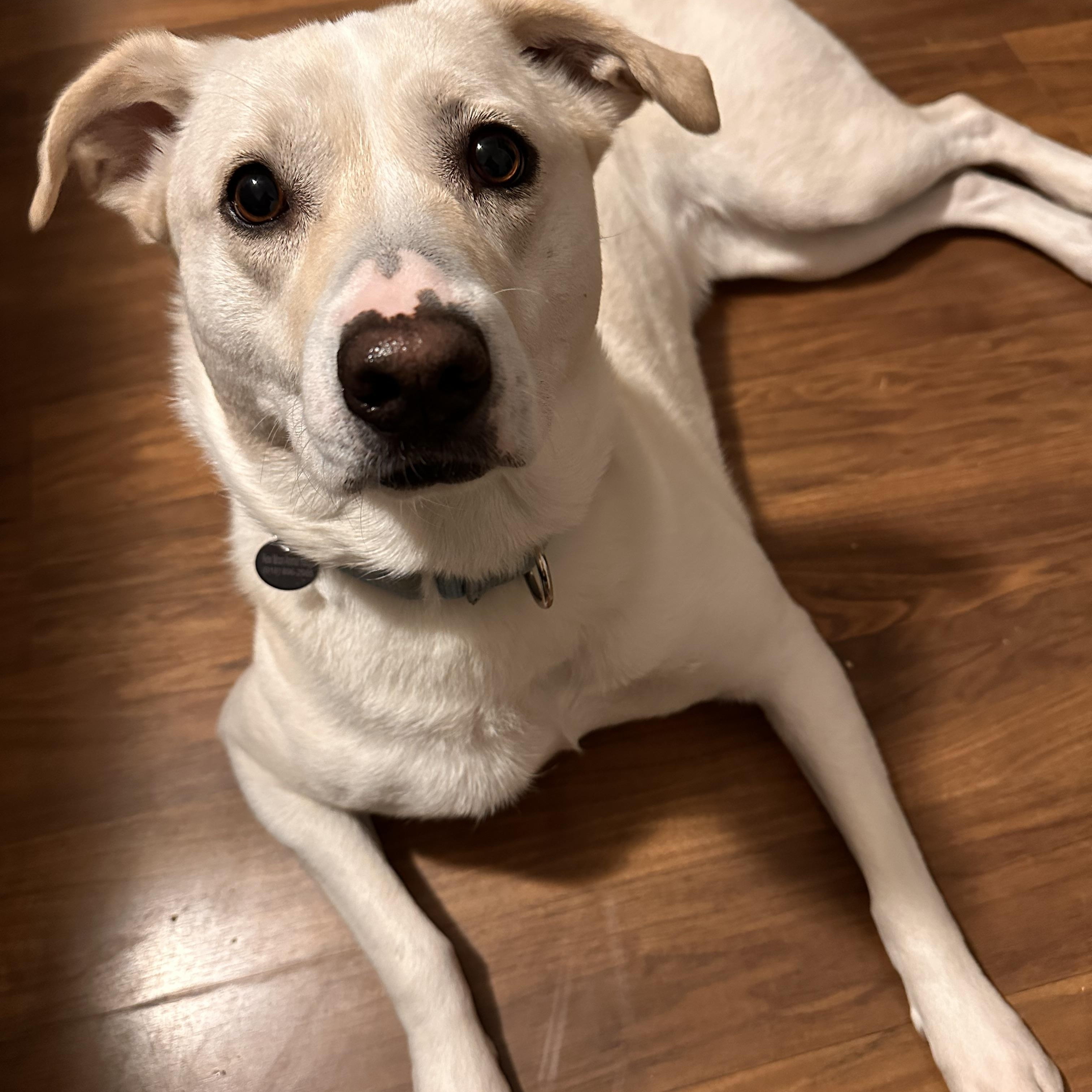 Kiwi, Adoptable, Adult Female Labrador Retriever.