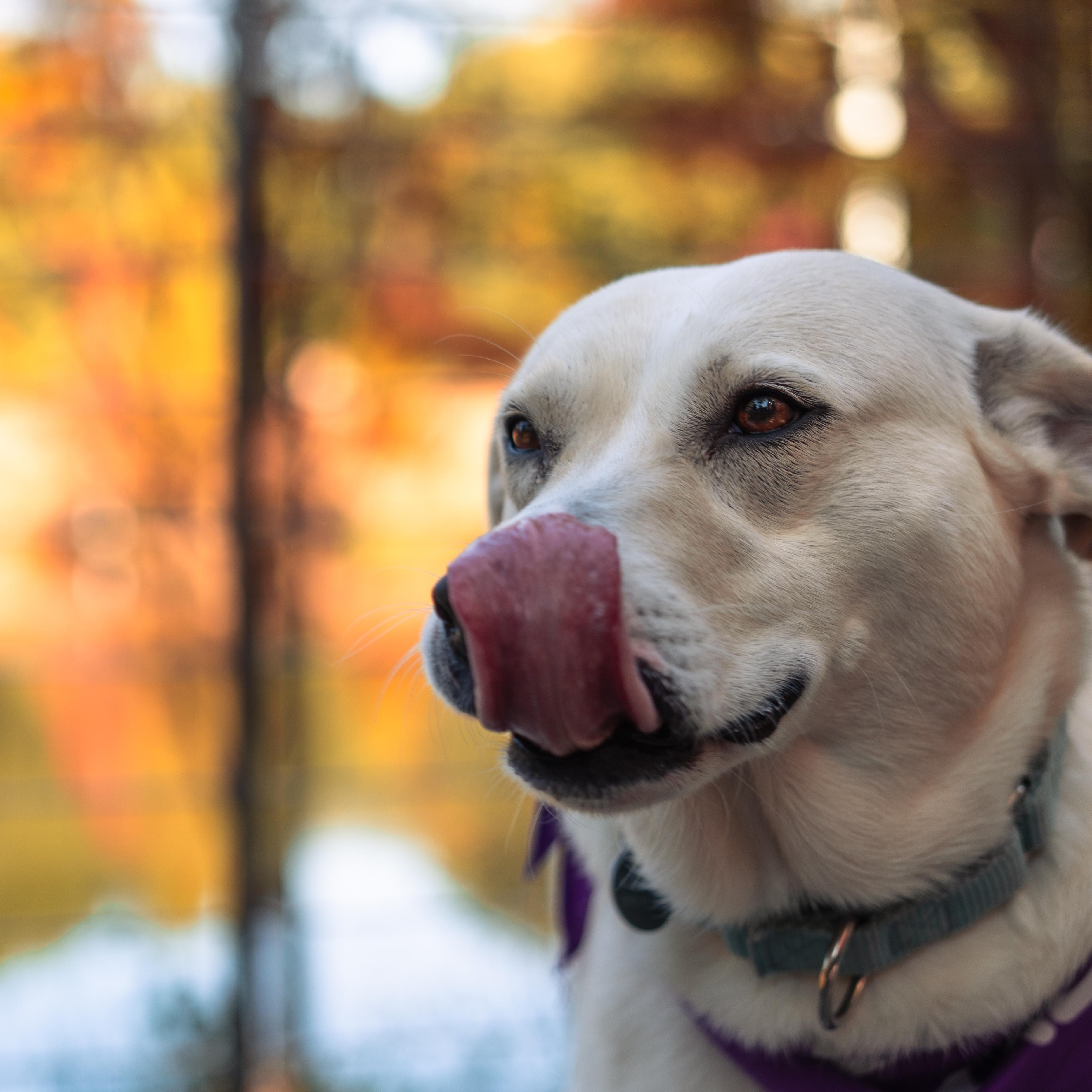 Enlarge Kiwi, a Adoptable mixed breed in Apex, NC image 3/6