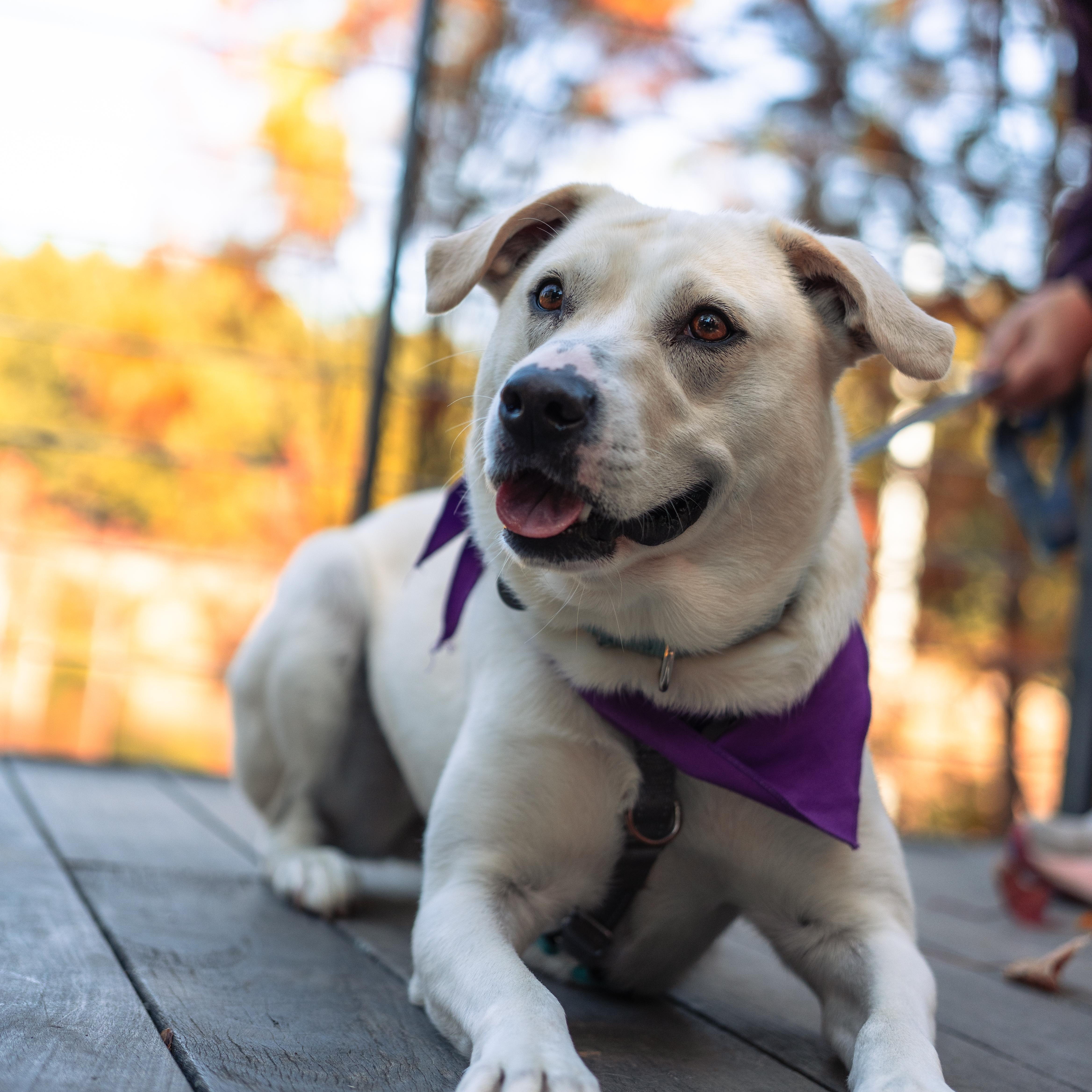 Enlarge Kiwi, a Adoptable mixed breed in Apex, NC image 2/6