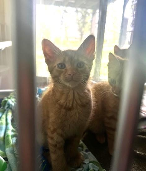 JJ, Dennis and Toeny, an adopted Domestic Short Hair in Hutchinson, MN image 2/5