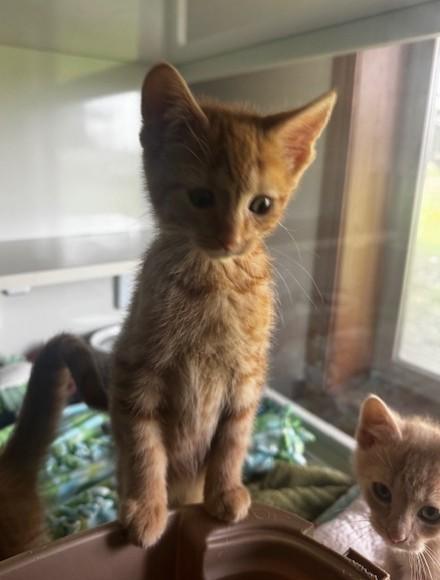 JJ, Dennis and Toeny, an adopted Domestic Short Hair in Hutchinson, MN image 4/5