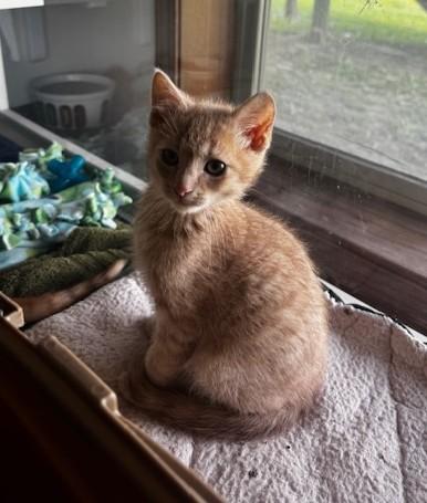 JJ, Dennis and Toeny, an adopted Domestic Short Hair in Hutchinson, MN image 3/5