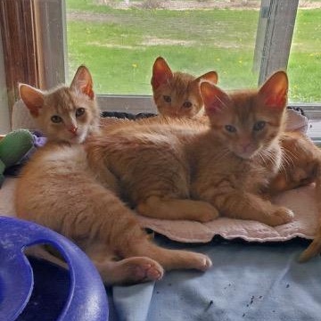 JJ, Dennis and Toeny, adopted, Kitten Male Domestic Short Hair.