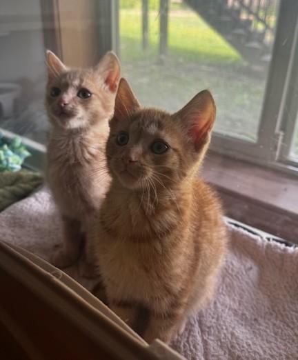 JJ, Dennis and Toeny, an adopted Domestic Short Hair in Hutchinson, MN image 5/5