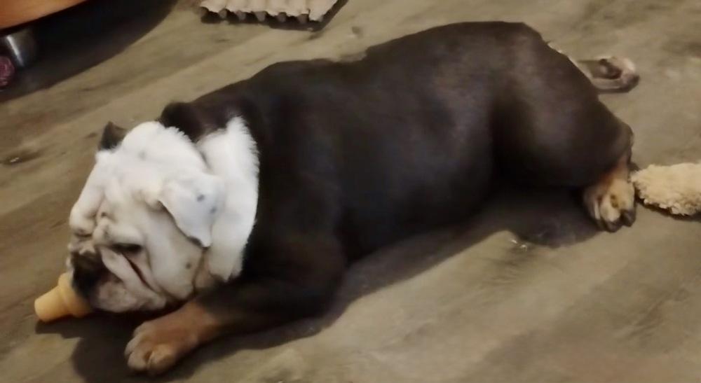 Panda, a Adoptable mixed breed in TUCSON, AZ image 2/5
