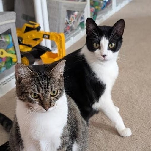 Enlarge Domino & Wendy, a Adoptable Domestic Short Hair in Lemont, IL image 6/6