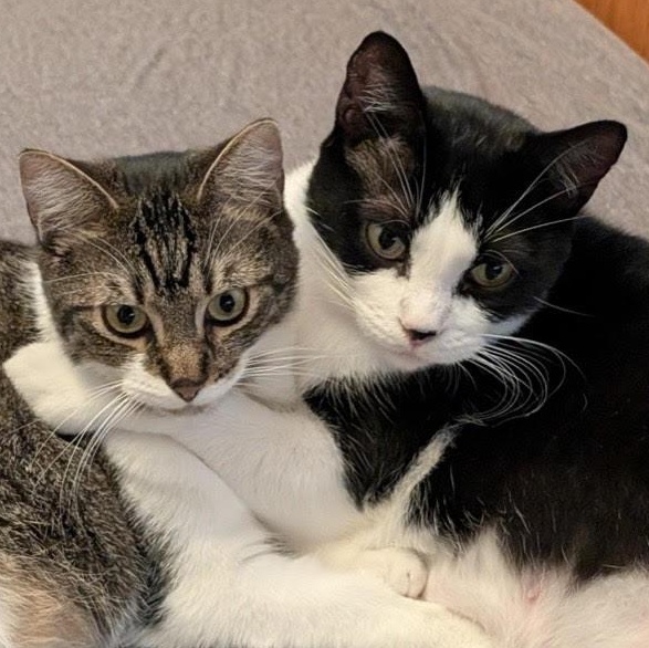 Enlarge Domino & Wendy, a Adoptable Domestic Short Hair in Lemont, IL image 1/6