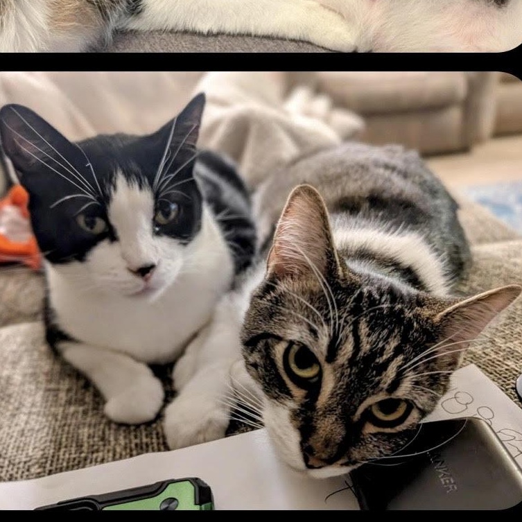 Enlarge Domino & Wendy, a Adoptable Domestic Short Hair in Lemont, IL image 4/6