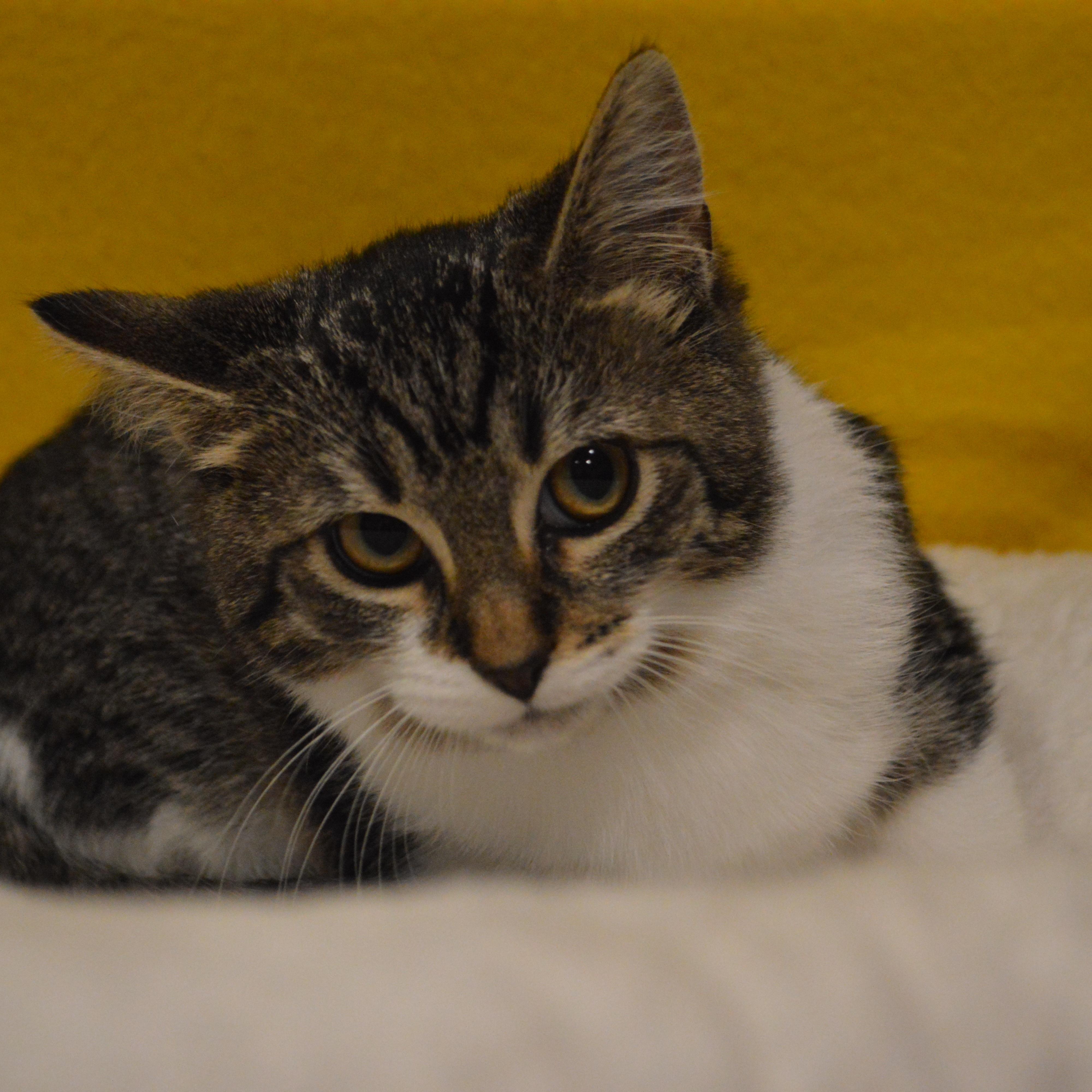 Enlarge Domino, a Adoptable Domestic Short Hair in Lemont, IL image 1/2