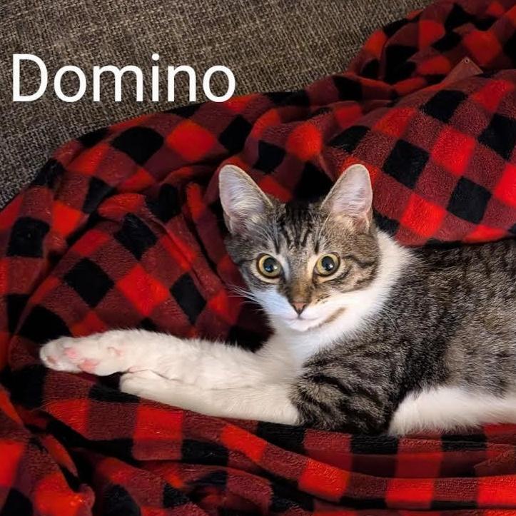 Enlarge Domino, a Adoptable Domestic Short Hair in Lemont, IL image 2/2