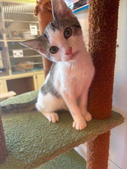 Barracuda, Adoptable, Kitten Male Domestic Short Hair & Domestic Short Hair.