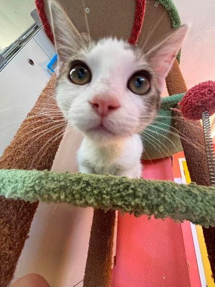 Enlarge Barracuda, a Adoptable mixed breed in Scottsbluff, NE image 2/3