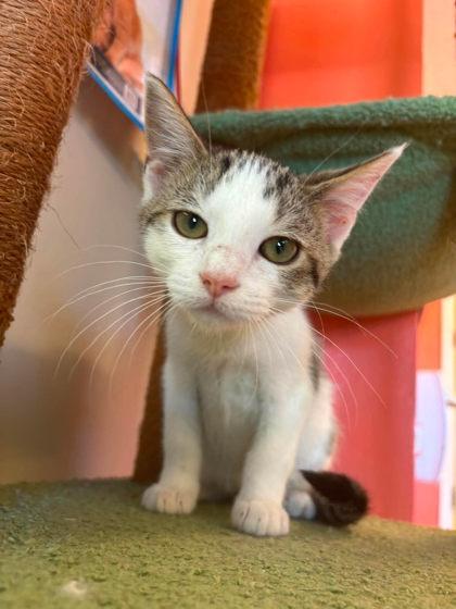 Enlarge Barracuda, a Adoptable mixed breed in Scottsbluff, NE image 3/3