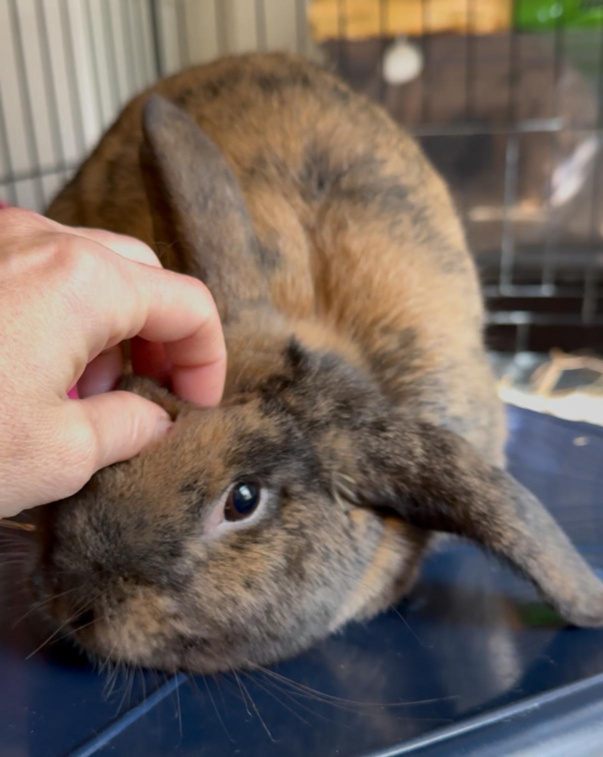 Copper, a Adoptable Holland Lop in Norwalk, CT image 2/3