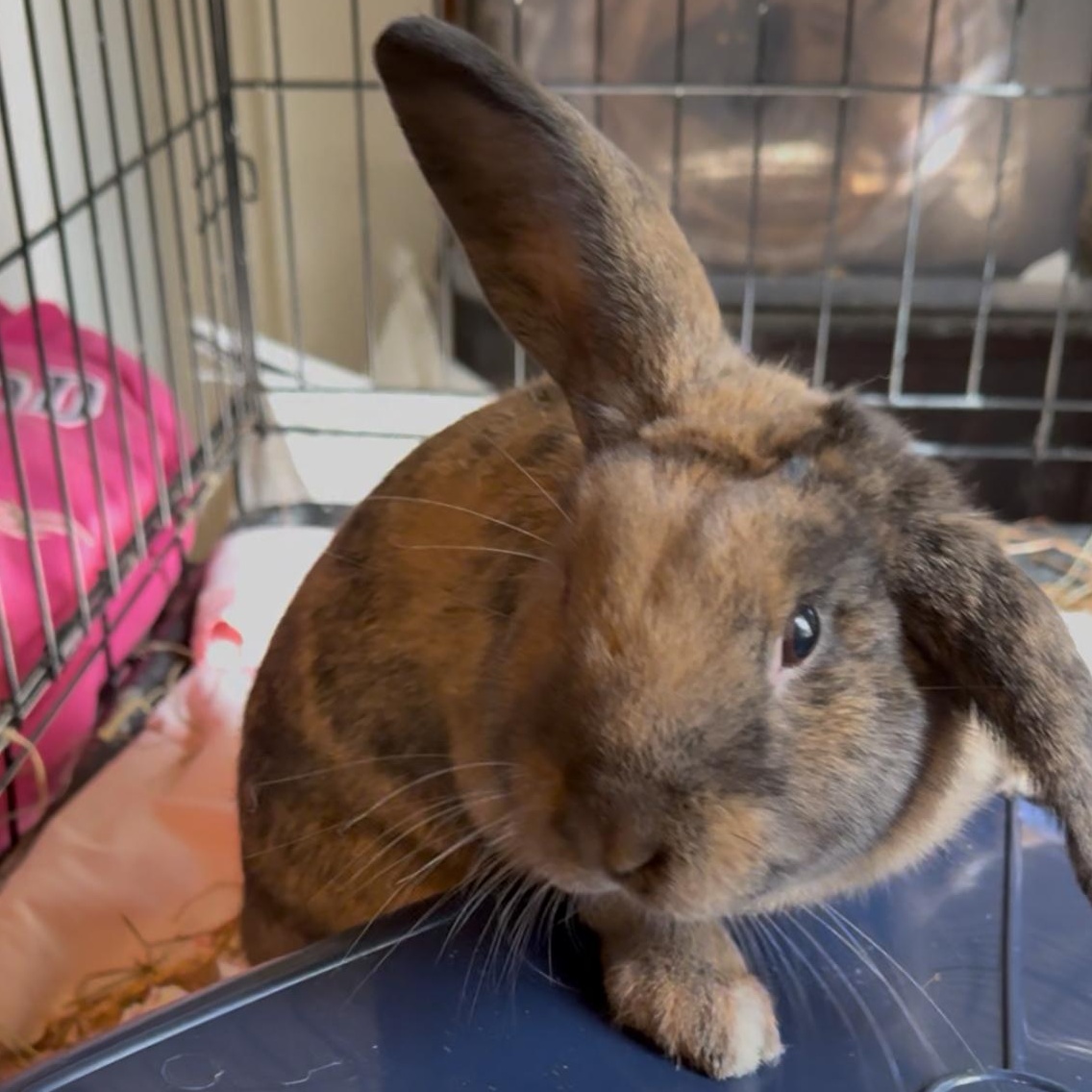 Copper, Adoptable, Young Male Holland Lop.