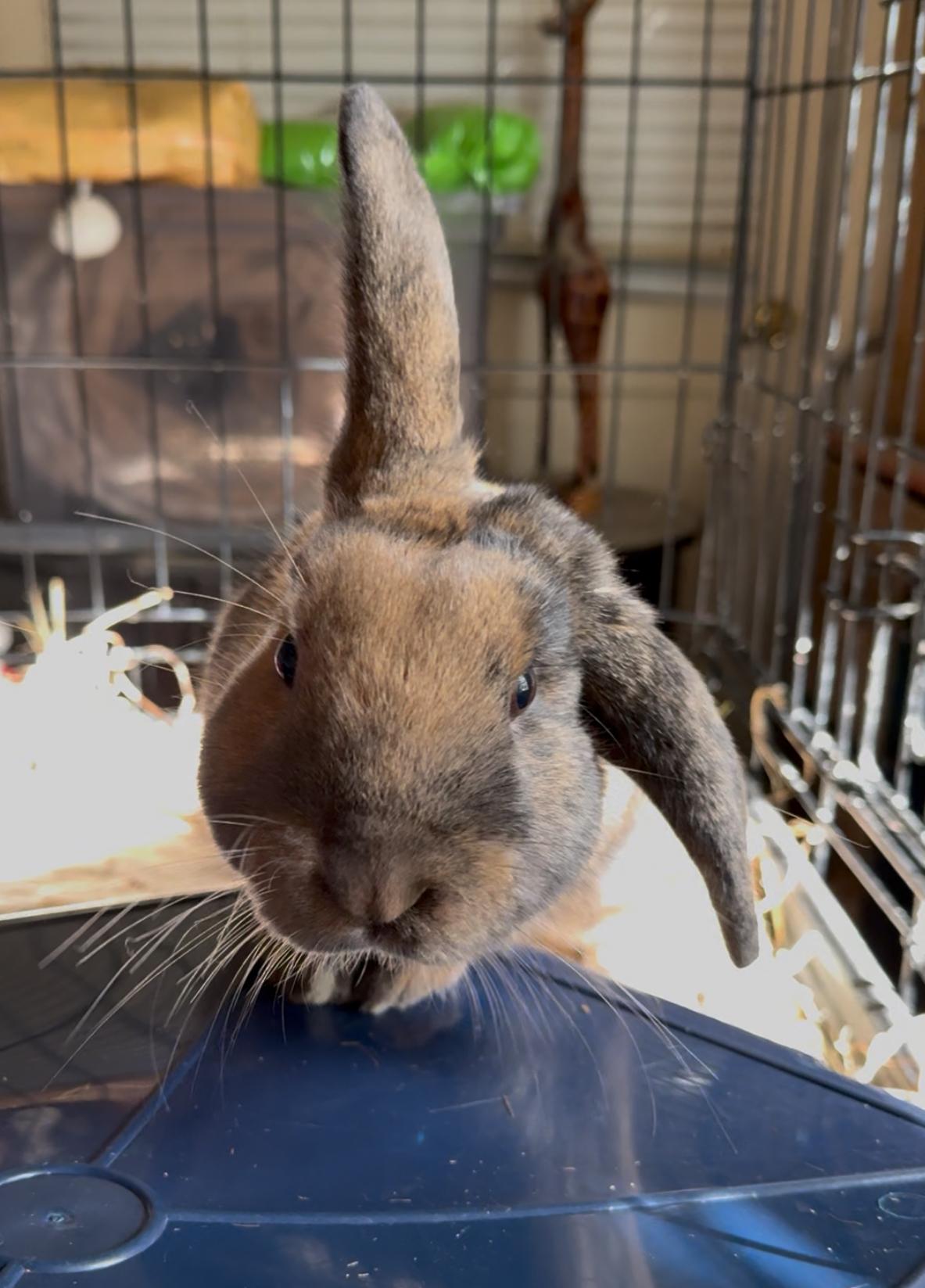 Copper, a Adoptable Holland Lop in Norwalk, CT image 3/3