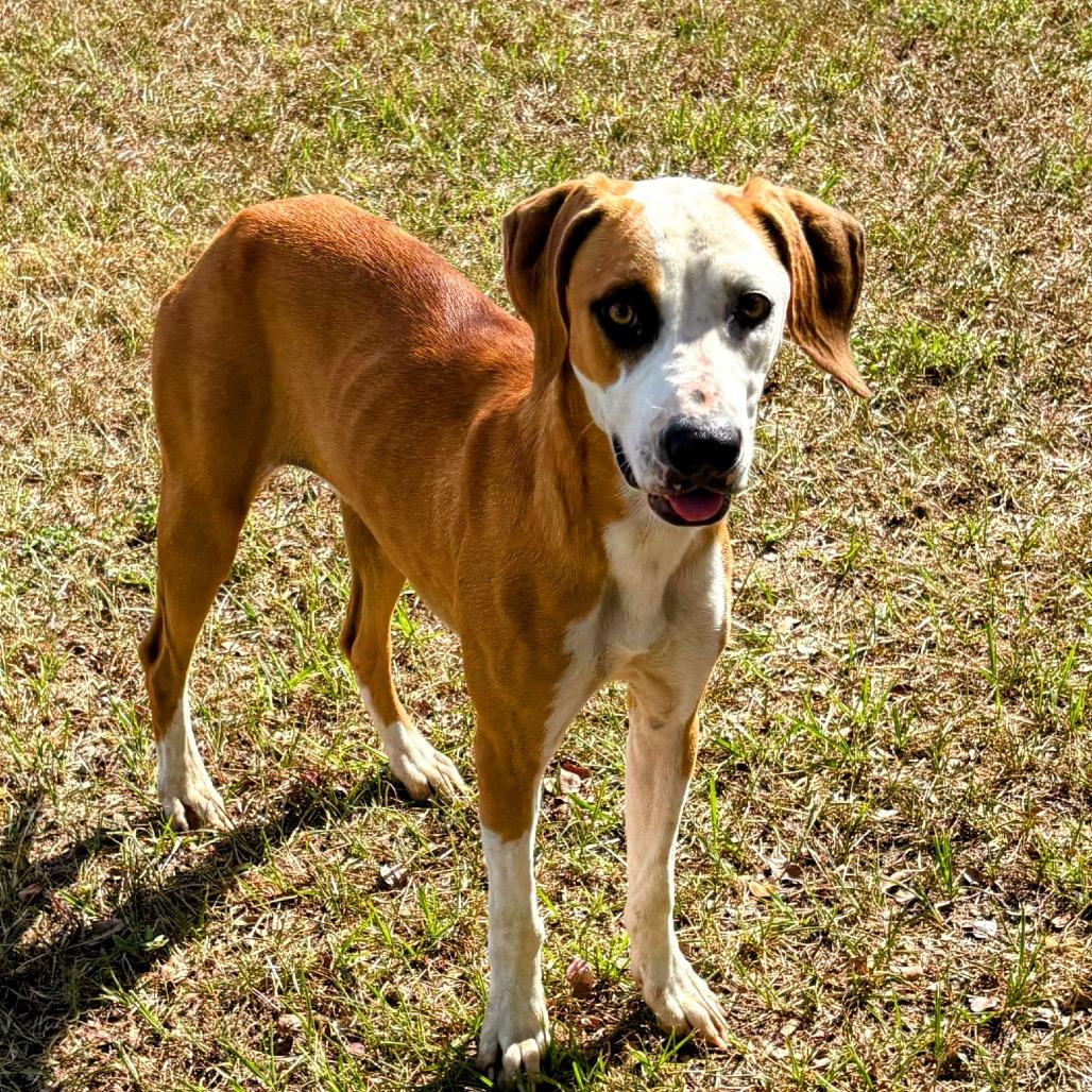 Ginger Snap, Adoptable, Adult Female Hound & Mixed Breed.