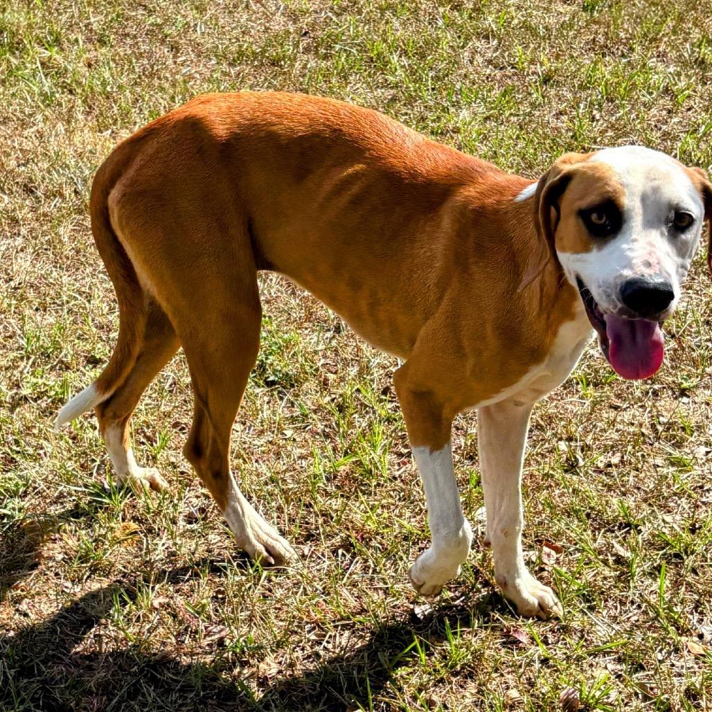 Enlarge Ginger Snap, a Adoptable mixed breed in Valdosta , GA image 2/6