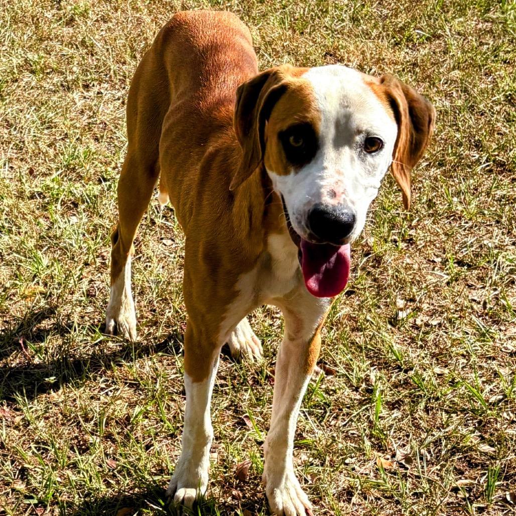Enlarge Ginger Snap, a Adoptable mixed breed in Valdosta , GA image 3/6