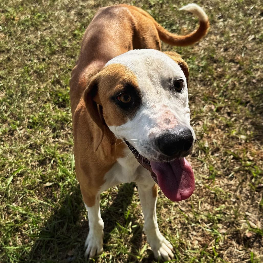 Enlarge Ginger Snap, a Adoptable mixed breed in Valdosta , GA image 4/6