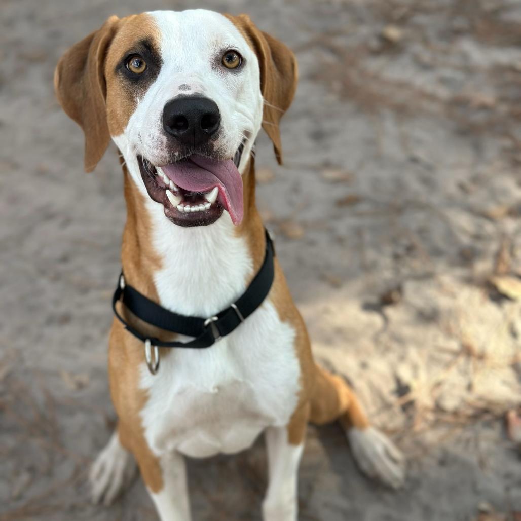 Enlarge Ginger Snap, a Adoptable mixed breed in Valdosta , GA image 5/6