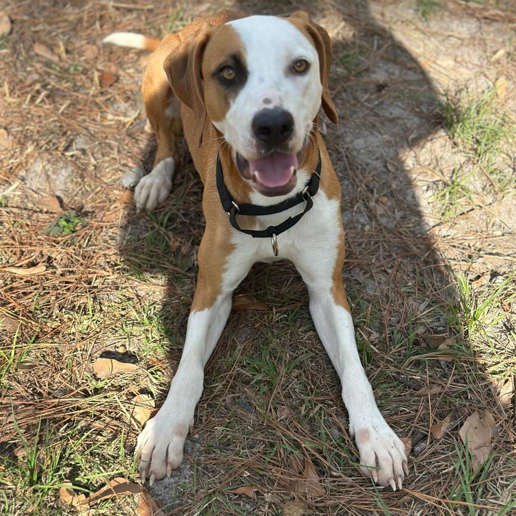 Enlarge Ginger Snap, a Adoptable mixed breed in Valdosta , GA image 6/6