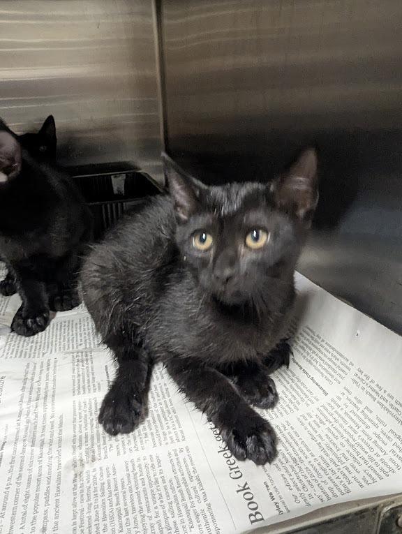 Enlarge Sally, a Adoptable Domestic Short Hair in Springfield, GA image 1/1