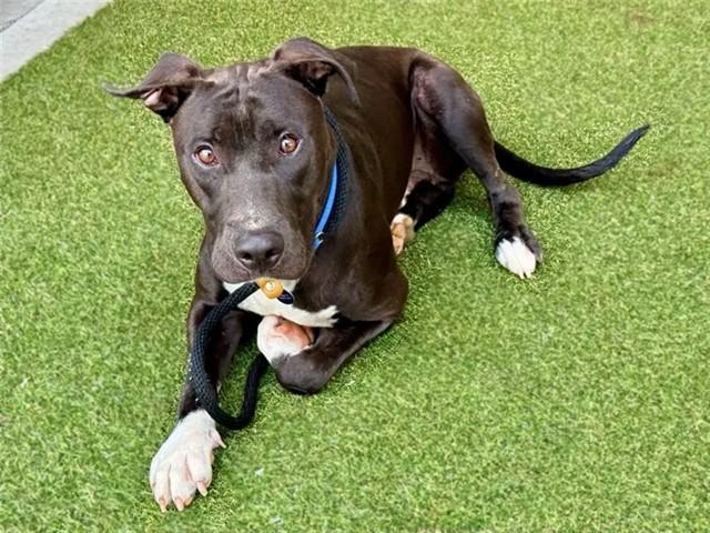 TOASTED RAVIOLI, Adoptable, Young Male Pit Bull Terrier.