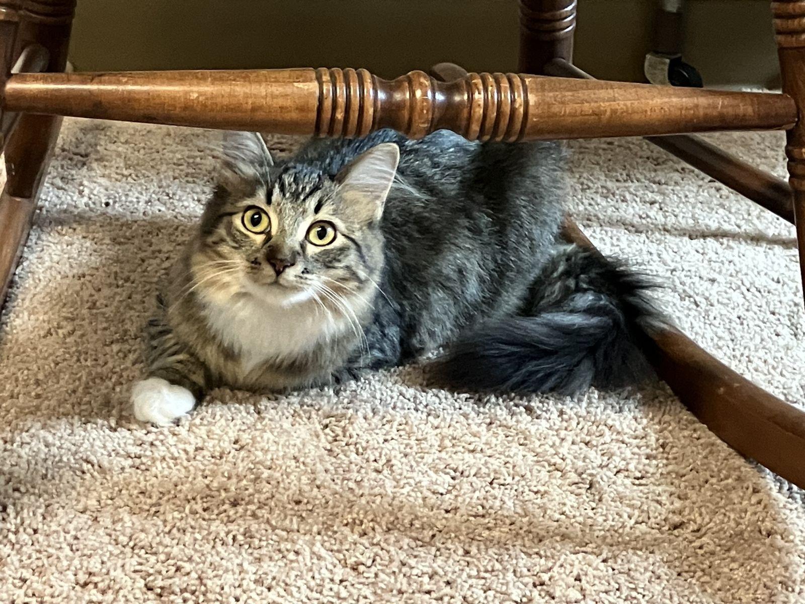 Enlarge Spook, a Adopted mixed breed in St Paul, MN image 1/1