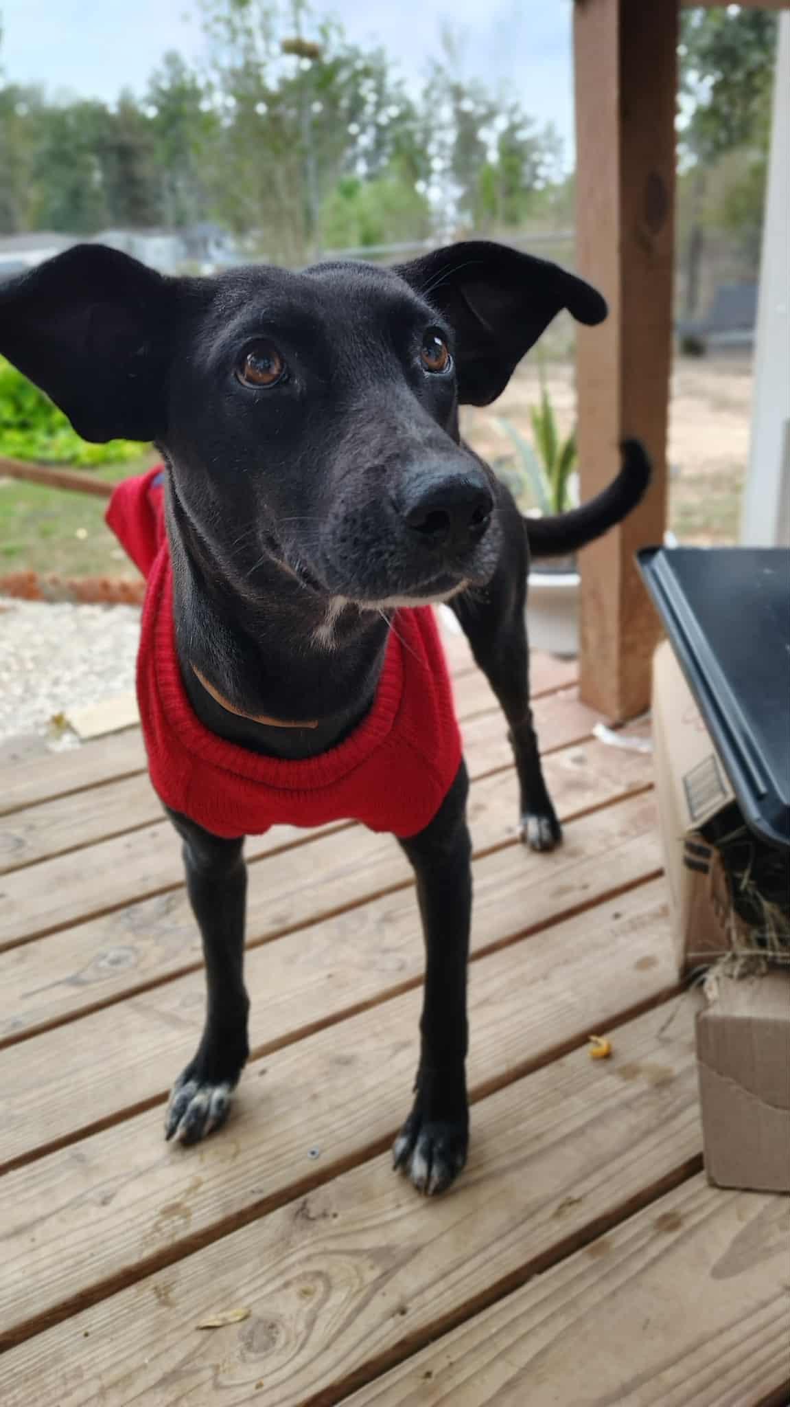 Eloise, adopted, Young Female Labrador Retriever & Shepherd.