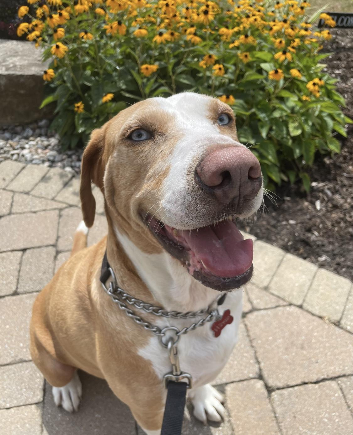 Elvis, Adoptable, Adult Male Catahoula Leopard Dog & Hound.