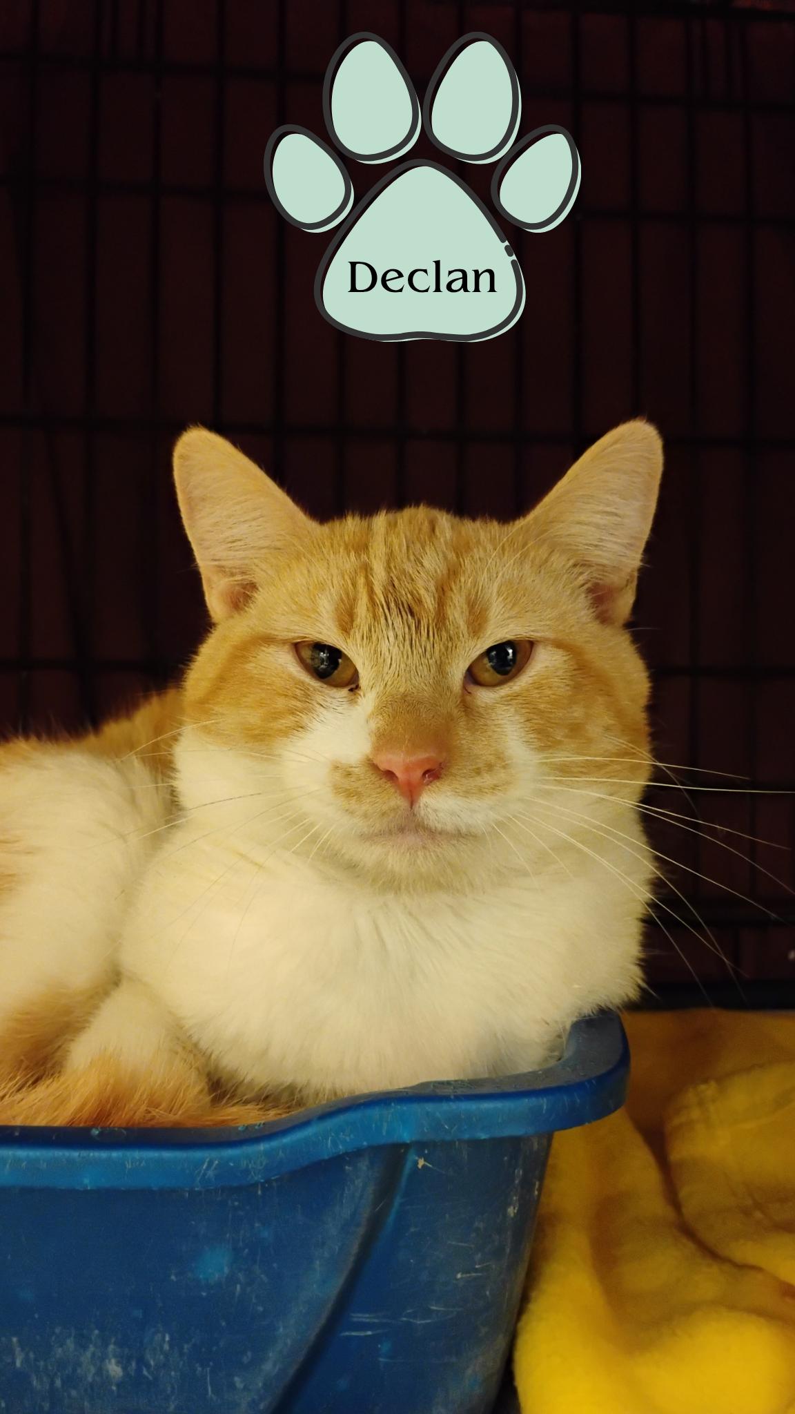 Declan, Young Male Domestic Short Hair