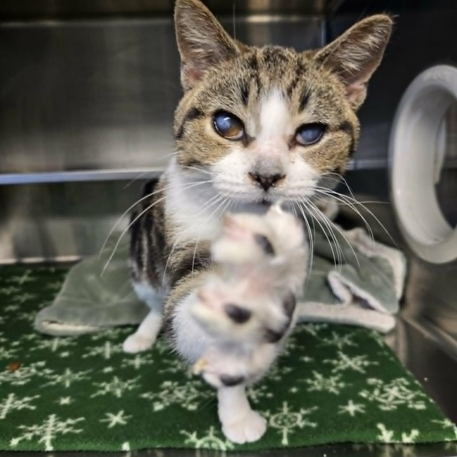 Elspeth, ADOPTABLE, Young Female Domestic Short Hair.