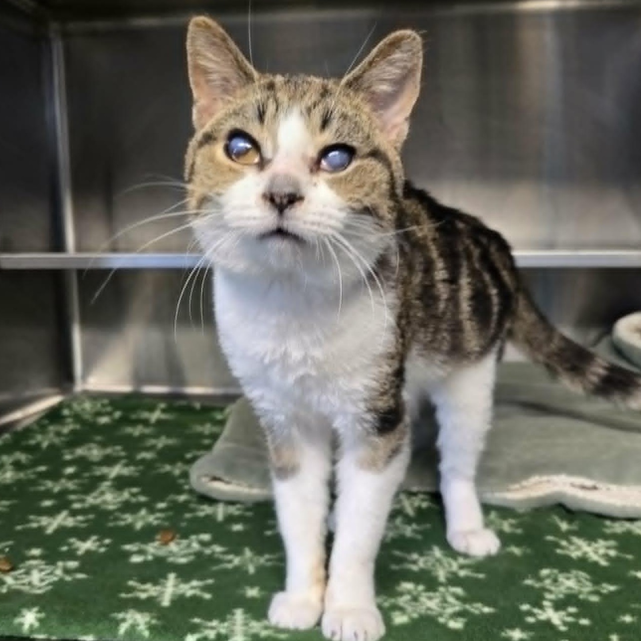 Enlarge Elspeth, a ADOPTABLE Domestic Short Hair in Watertown, WI image 2/4