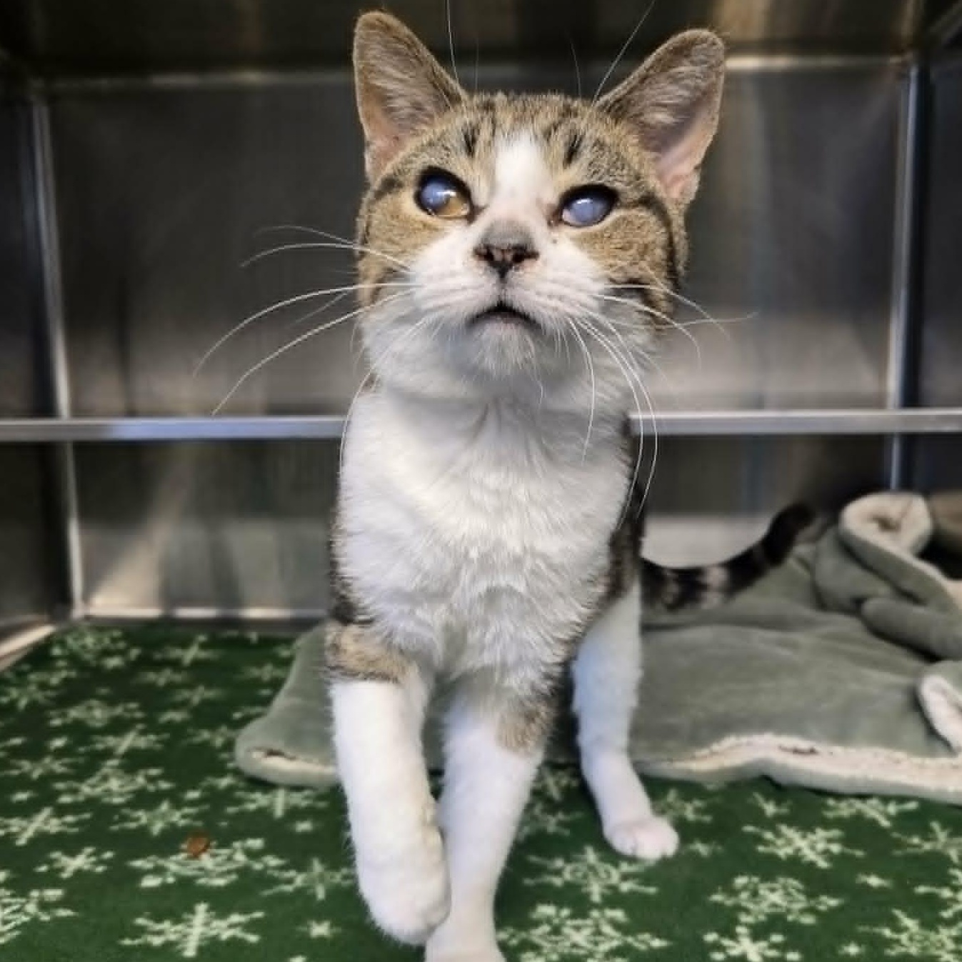 Enlarge Elspeth, a ADOPTABLE Domestic Short Hair in Watertown, WI image 3/4