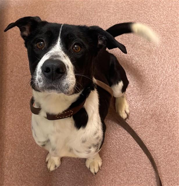 Enlarge FRANKIE, a Adoptable mixed breed in Ogden, UT image 2/2