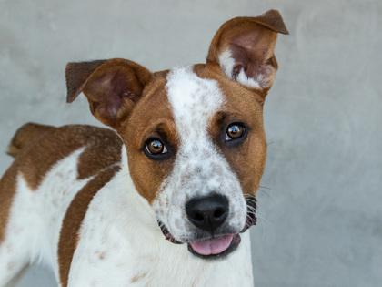 Ant, Adoptable, Puppy Male Mixed Breed & Mixed Breed.