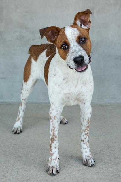 Enlarge Ant, a Adoptable mixed breed in Longmont, CO image 2/3