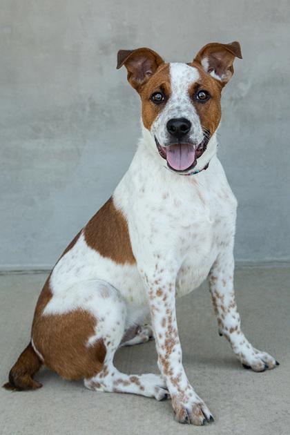 Enlarge Ant, a Adoptable mixed breed in Longmont, CO image 3/3