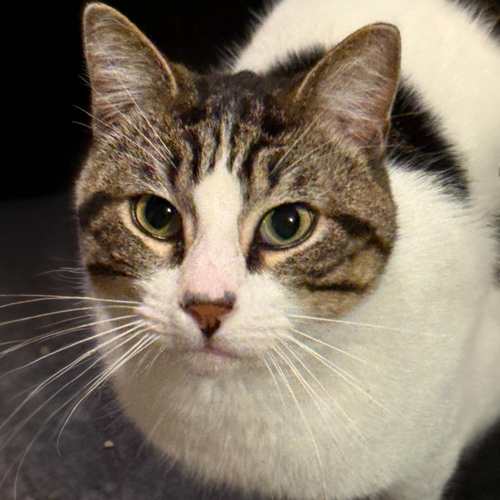 Enlarge Houser, a Adoptable mixed breed in Little Rock, AR image 2/3