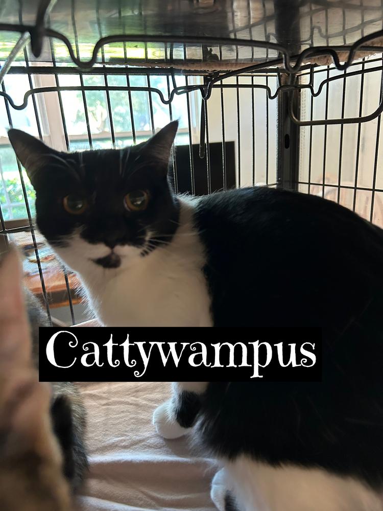 Cattywampus, Adoptable, Young Female Domestic Short Hair.