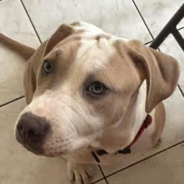 India, ADOPTABLE, Young Female American Staffordshire Terrier.