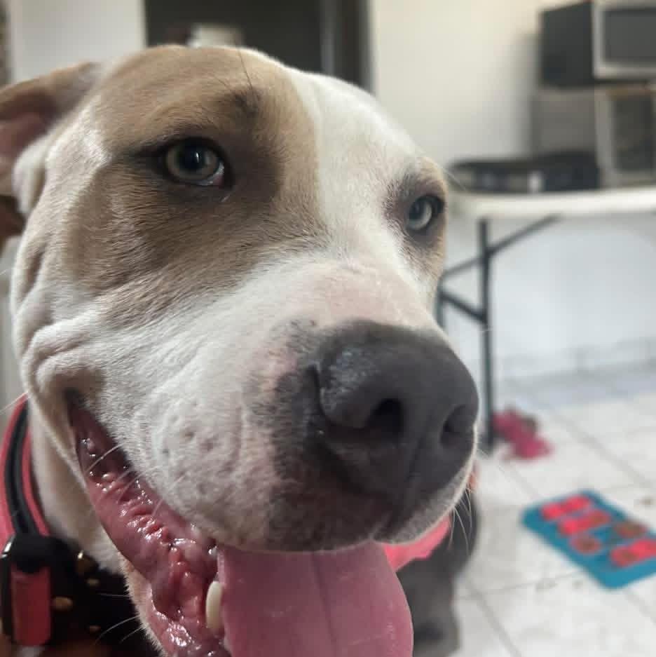 Enlarge India, a ADOPTABLE mixed breed in Fairfield , CT image 6/6