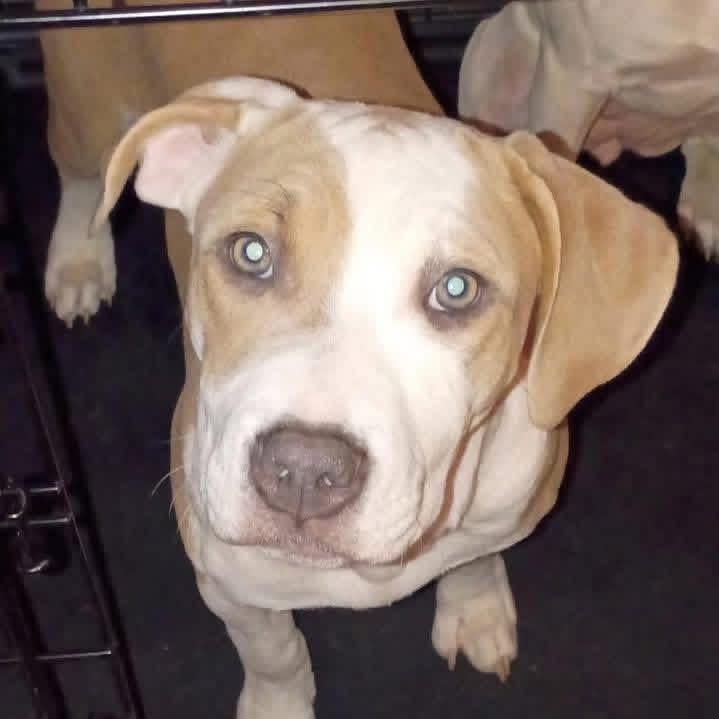 Enlarge India, a ADOPTABLE mixed breed in Fairfield , CT image 4/6